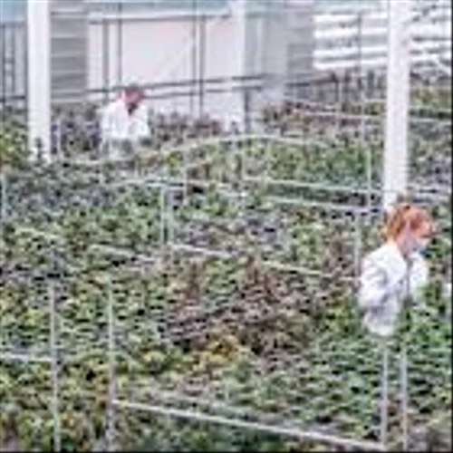 Higher Returns with Aurora Cannabis – Initiation Report