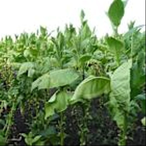 British American Tobacco (BTI) Reports 2025 Revenue, Profit Growth Driven by Smokeless Categories