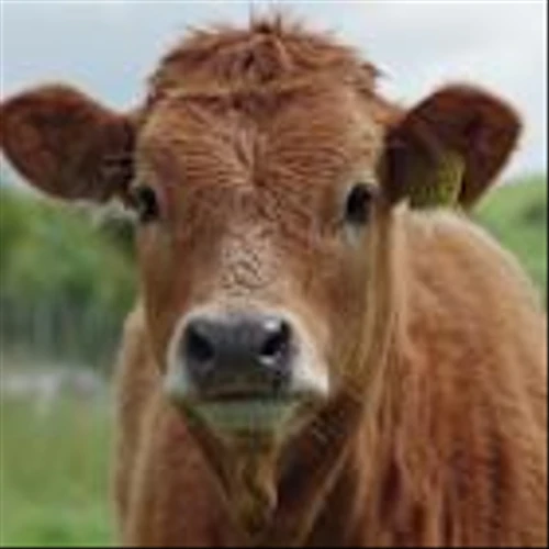 Cattle Look to New Monday Trade Following Last Week’s Losses