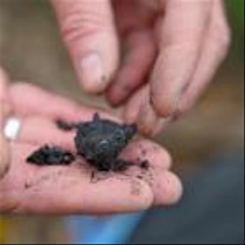 Terraton wants to be the McDonald’s of biochar