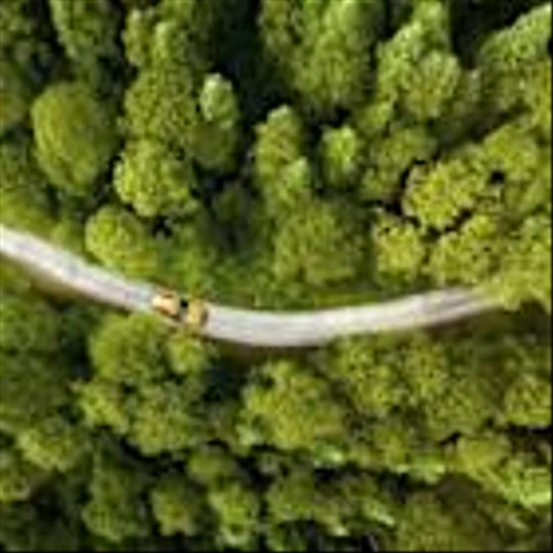 IBM and Polytechnique Montréal Launch AI Initiative to Strengthen Forestry Supply Chain