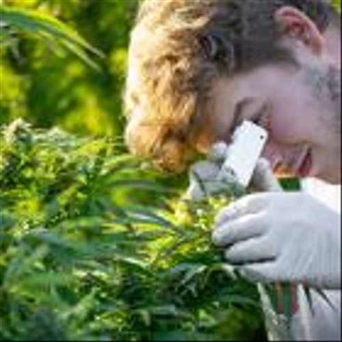 3 Reasons Why SNDL Might Be the Best Cannabis Stock of 2024 and 2025