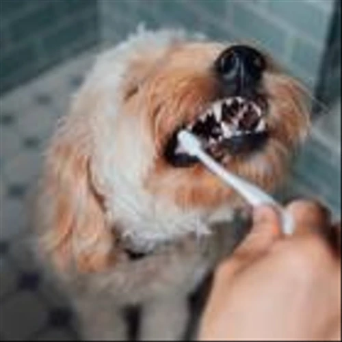 Jefferies initiates coverage on Chewy, other pet stocks