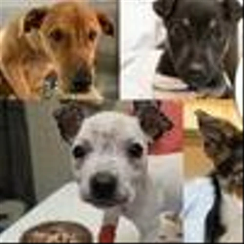 Elanco Launches Multi-Year Mission to Save 1 Million Puppies from Canine Parvovirus