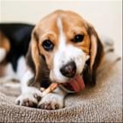 Chewy Autoship Sales Up 15% in Q2: Have Investors Missed the Catalyst?