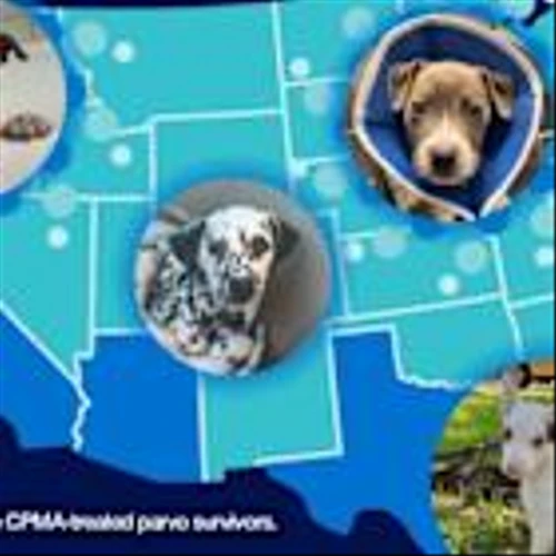Elanco's Breakthrough Treatment for Deadly Canine Parvovirus Has Saved Thousands of Puppies, Reaffirms Commitment to Increasing the Availability of Canine Parvovirus Monoclonal Antibody for Second Annual National Parvo Awareness Day