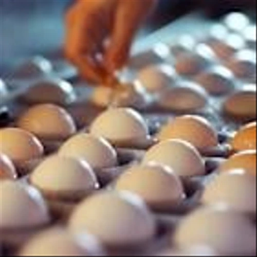 Benchmark Starts Cal-Maine (CALM) at Buy, Sees Mispriced Earnings Power