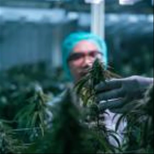 This Marijuana Stock Just Shocked Its Investors With a Huge Piece of Good News