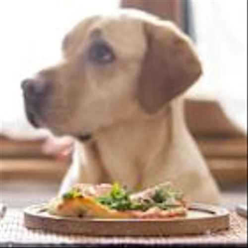Chewy (CHWY) Loses 16.6% on Steep Profit Drop