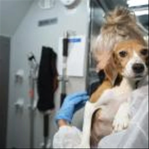 Company that bred beagles for research pleads guilty to neglect, ordered to pay record $35M fine