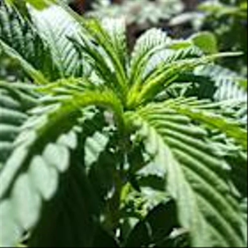 Aurora Cannabis (ACB) Expands Global Footprint With New Europe and Australia Deals