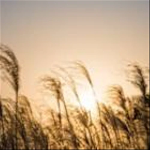 Is the Biofuel Boom Over?