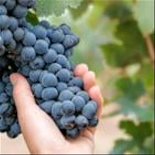 Mission Produce's Premium Price Tag: Growth Story or Overvalued Bet?