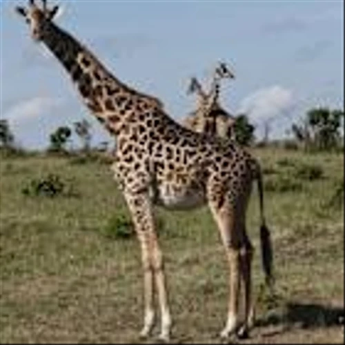 Maasai Sue Marriott Over Ritz-Carlton Safari Camp