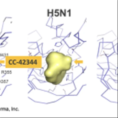 COCP: Phase 2a Trial of CC-42344 Extended…