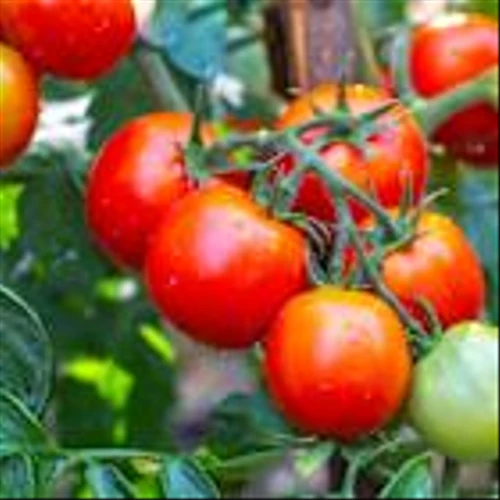 RAVE vs. ARKR: Which Restaurant Turnaround Stock Is More Compelling?