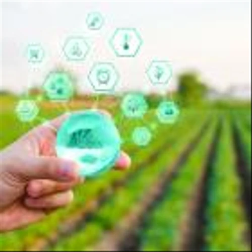 Who's Winning the Avocado Clash: Mission Produce or Calavo Growers?