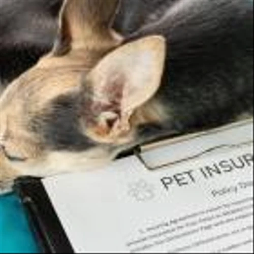 Trupanion rolls out pet medical insurance product in Germany and Switzerland
