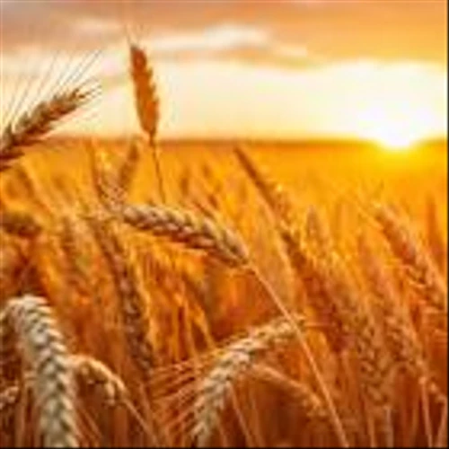 ADM: A Longstanding Dividend Payer in the Agriculture Sector
