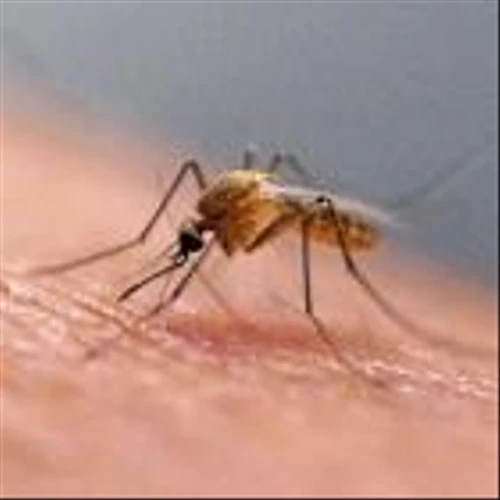 First New Malaria Drug in Years Performs Strongly in Late-Stage Testing