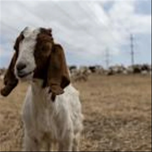 They're Baaaa-ck: SDGE Deploys 300 Goats in San Diego, Launches Instagram to Spotlight Wildfire Prevention Measures