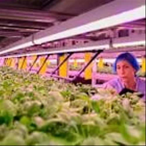 Should You Forget Canopy Growth and Buy This Magnificent Cannabis Stock Instead?