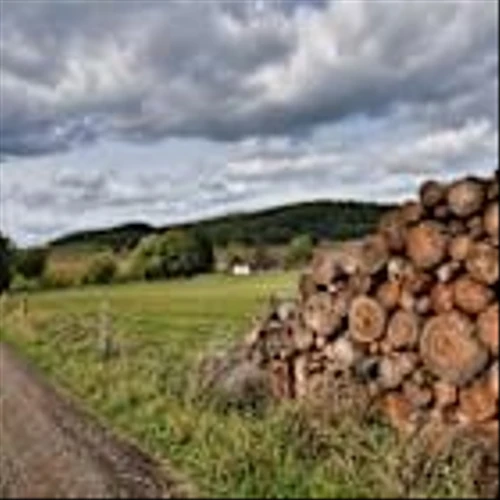 Truist Lifts Price Target on Weyerhaeuser Company (WY) Despite Near-Term Volume Dip