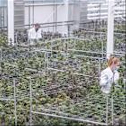 Aurora Cannabis Stock Falls as Canadian Producer Expects International Sales to Decline