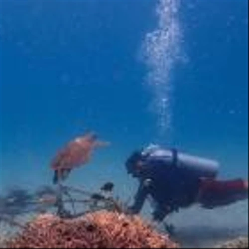 Tēnaka Partners with Orange Business to Scale Its Coral Reef Restoration Program