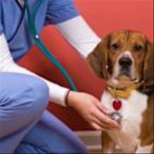 COR's MWI Animal Health to Merge With Covetrus in $3.5 Billion Deal