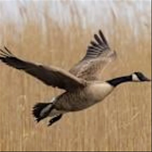 Stock Market Today: Dow Up, Nasdaq Hits High As This Goose Flies Above Entry; Amazon, Tesla Test Buy Points (Live Coverage)