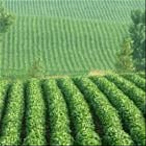 2 Agriculture - Products Stocks to Buy From the Promising Industry