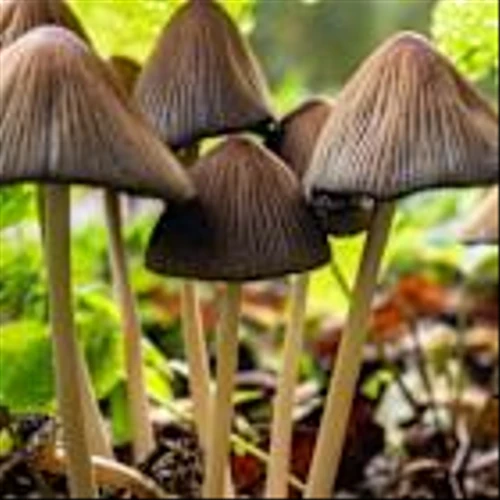 FDA could approve magic mushroom chemical for depression