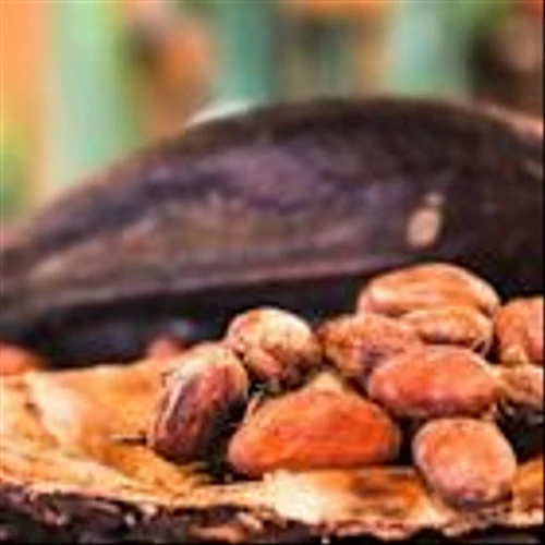 Favorable West African Weather Weighs on Cocoa Prices