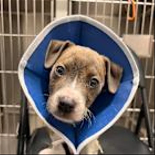 Elanco's Breakthrough Treatment for Deadly Canine Parvovirus Has Saved Thousands of Puppies, Reaffirms Commitment to Increasing the Availability of Canine Parvovirus Monoclonal Antibody for Second Annual National Parvo Awareness Day