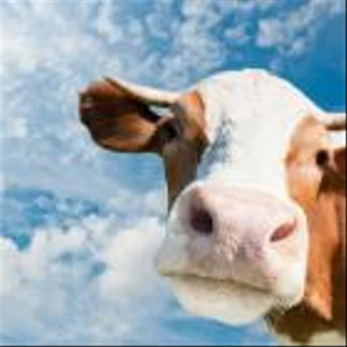 Largest Dairy Farm in Northeast U.S. Powers Sustainability with Innovative Solar Energy Installation from Maxeon