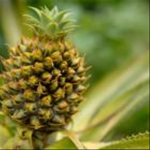 Dole pushes back at plan for landfill near Hawai’i pineapple plantation