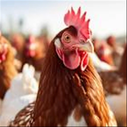 TD Cowen Reduces PT on Vital Farms (VITL) to $44 From $59