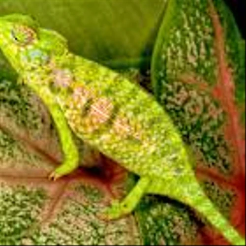 Goldman’s New Fund Designed for PE Returns, Sans the PE