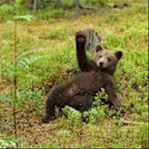 13 Fallen S&P 500 Stocks Slip Into Bear Market