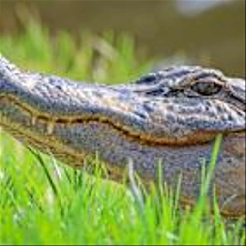 Are consumers actually in an 'alligator' shaped economy?