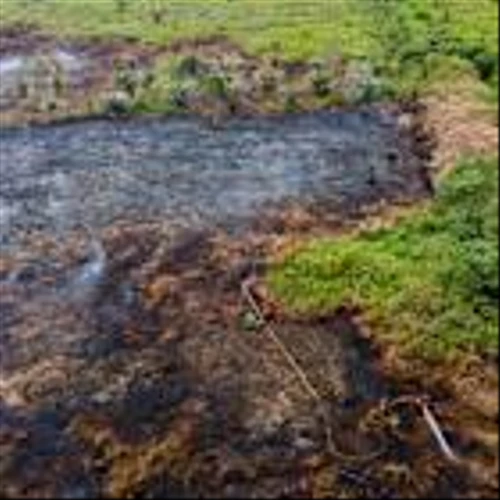 EU seeks fresh delay to deforestation rules amid IT headaches