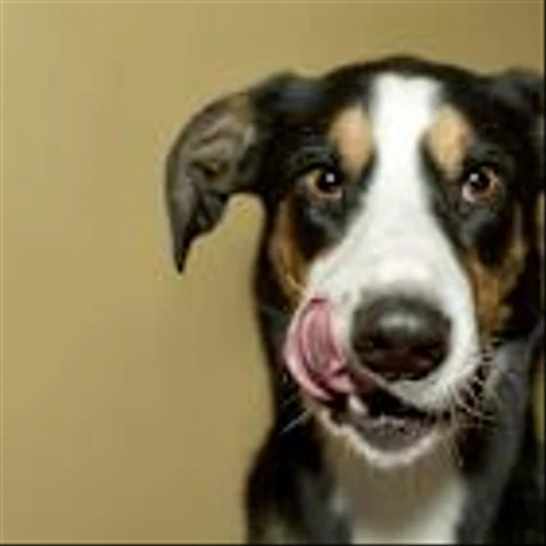UBS Says Future Estimates for Freshpet, Inc. (FRPT) Are Too High