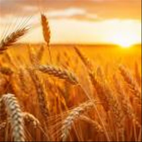 Archer-Daniels-Midland Company (ADM): Among the Worst Farmland and Agriculture Stocks to Buy According to Short Sellers