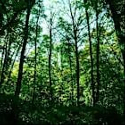 Marsh issues insurance policy on US-based carbon removal project with ‘innovative’ financing