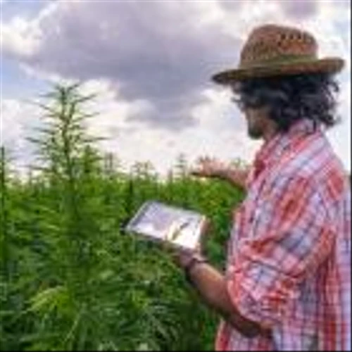 Should You Invest in Aurora Cannabis Stock in 2024?