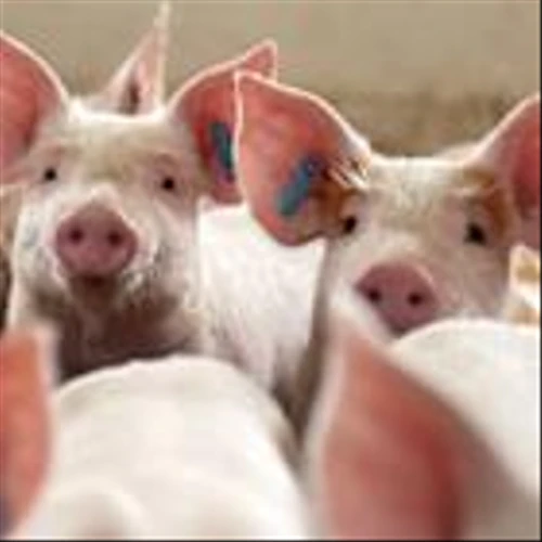 IFF Extends Enviva® PRO Probiotic Range to Improve Swine Welfare