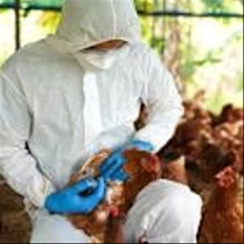 HHS cancels $766m bird flu vaccine contract with Moderna