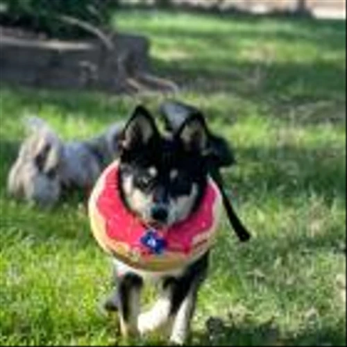 Trupanion Connects Families and Shelter Pets Just in Time for National Animal Shelter Appreciation Week
