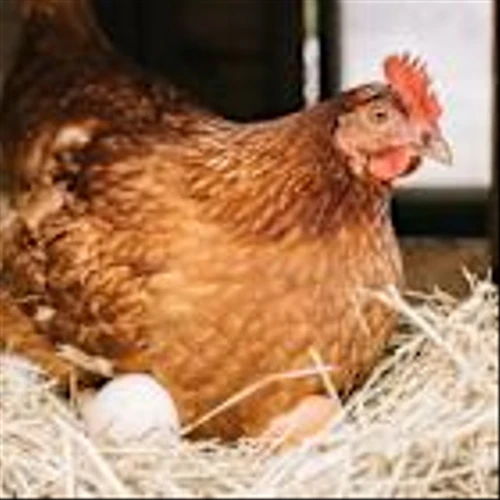Chickens are becoming 3rd most popular pet: Tractor Supply CEO